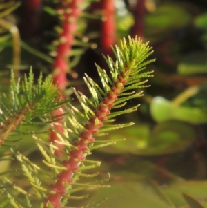 Myriophyllum crispatum at Monash, ACT - 4 Mar 2021