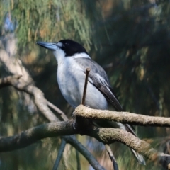 Cracticus torquatus (Grey Butcherbird) at Cook, ACT - 1 May 2021 by Tammy