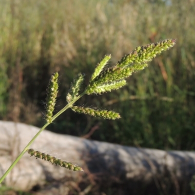 Echinochloa crus-galli (Barnyard Grass) at Tuggeranong Creek to Monash Grassland - 4 Mar 2021 by michaelb
