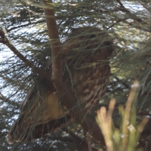 Ninox boobook at Cook, ACT - 1 May 2021