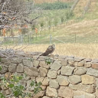 Accipiter cirrocephalus (Collared Sparrowhawk) at Tinderry Nature Reserve - 2 May 2021 by Curll