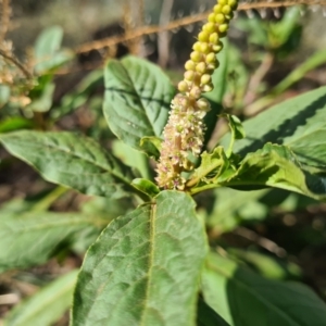 Phytolacca octandra at Downer, ACT - 2 May 2021