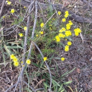 Senecio madagascariensis at Campbell, ACT - 2 May 2021