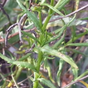 Senecio madagascariensis at Campbell, ACT - 2 May 2021