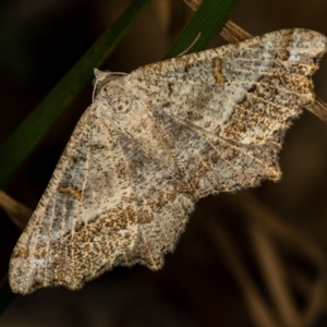 Dissomorphia australiaria at Bruce, ACT - 29 Dec 2020 04:50 PM