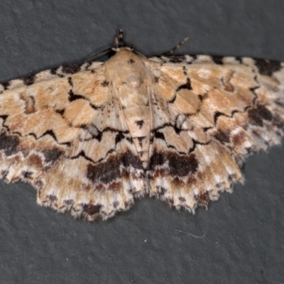 Sandava scitisignata (A noctuid moth) at Melba, ACT - 29 Dec 2020 by Bron