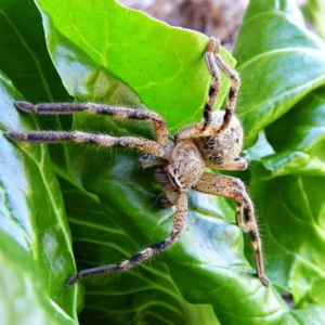 Neosparassus calligaster at Crooked Corner, NSW - 1 May 2021