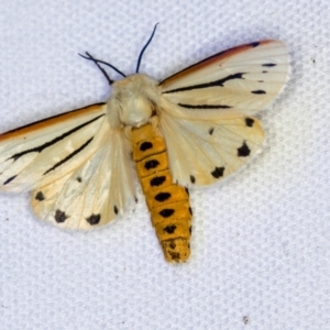 Aloa marginata at Melba, ACT - 29 Dec 2020