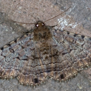 Diatenes aglossoides at Melba, ACT - 29 Dec 2020 10:53 PM