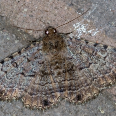 Diatenes aglossoides (An Erebid Moth) at Melba, ACT - 29 Dec 2020 by Bron