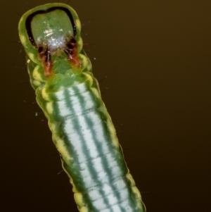 Capusa senilis at Bruce, ACT - 29 Dec 2020