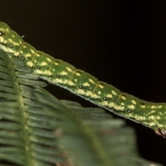 Capusa senilis at Bruce, ACT - 29 Dec 2020