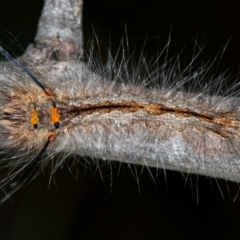 Lasiocampidae (family) immature (Lappet & Snout Moths) at Flea Bog Flat, Bruce - 29 Dec 2020 by Bron