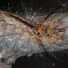 Lasiocampidae (family) immature at Bruce, ACT - 29 Dec 2020