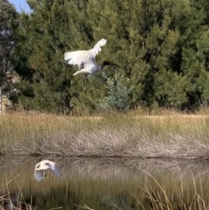 Threskiornis molucca at Murrumbateman, NSW - 1 May 2021