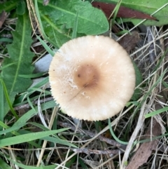 zz agaric (stem; gills white/cream) at Murrumbateman, NSW - 1 May 2021 by SimoneC