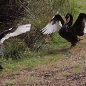 Cygnus atratus at Gordon, ACT - 2 May 2021 01:41 PM