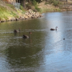 Cygnus atratus at Gordon, ACT - 2 May 2021 01:41 PM