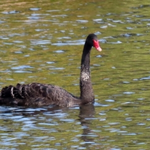 Cygnus atratus at Gordon, ACT - 2 May 2021 01:41 PM