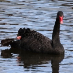 Cygnus atratus at Gordon, ACT - 2 May 2021 01:41 PM