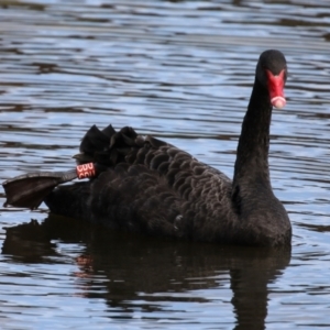 Cygnus atratus at Gordon, ACT - 2 May 2021 01:41 PM