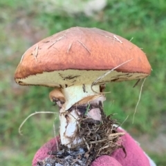 Suillus luteus (Slippery Jack) at Murrumbateman, NSW - 1 May 2021 by SimoneC