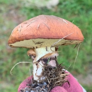 Suillus luteus at Murrumbateman, NSW - 1 May 2021