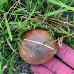 Suillus luteus at Murrumbateman, NSW - 1 May 2021