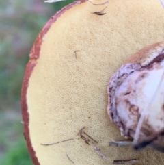 Suillus luteus at Murrumbateman, NSW - 1 May 2021