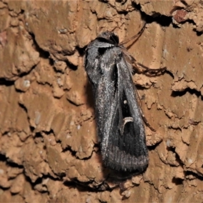 Proteuxoa undescribed species near paragypsa (A Noctuid moth) at Wanniassa, ACT - 2 May 2021 by JohnBundock