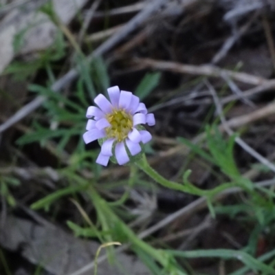 Vittadinia muelleri (Narrow-leafed New Holland Daisy) at Reid, ACT - 18 Apr 2021 by JanetRussell