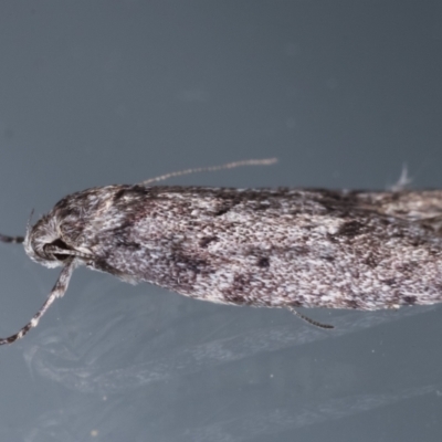 Oecophoridae (family) (Unidentified Oecophorid concealer moth) at Melba, ACT - 25 Apr 2021 by kasiaaus