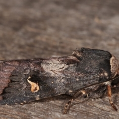 Proteuxoa cinereicollis at Melba, ACT - 25 Apr 2021 11:35 PM