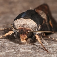 Proteuxoa cinereicollis at Melba, ACT - 25 Apr 2021 11:35 PM