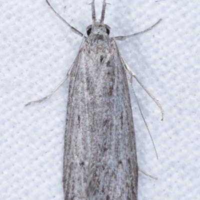 Phryganeutis cinerea (Chezala Group moth) at Melba, ACT - 25 Apr 2021 by kasiaaus