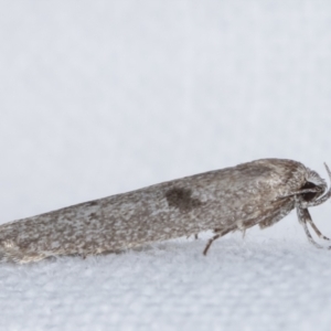 Oenochroa and Artiastis (genera) at Melba, ACT - 25 Apr 2021 11:36 PM