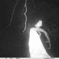 Ninox boobook (Southern Boobook) at Thurgoona, NSW - 29 Mar 2021 by ChrisAllen