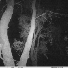Petaurus norfolcensis (Squirrel Glider) at Thurgoona, NSW - 7 Apr 2021 by ChrisAllen