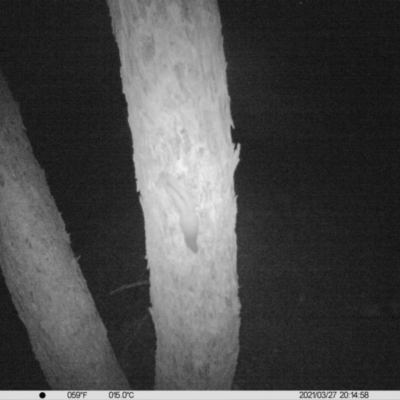 Petaurus norfolcensis (Squirrel Glider) at Table Top, NSW - 27 Mar 2021 by ChrisAllen