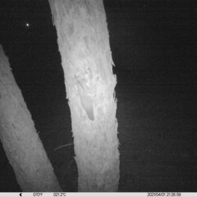 Petaurus norfolcensis (Squirrel Glider) at Table Top, NSW - 1 Apr 2021 by ChrisAllen