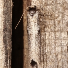 Lepidoscia euryptera (A case moth) at Melba, ACT - 25 Apr 2021 by kasiaaus