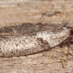 Lepidoscia euryptera at Melba, ACT - 25 Apr 2021