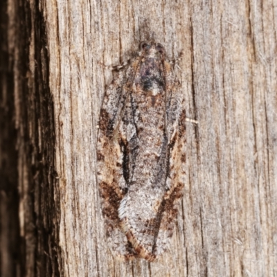 Thrincophora inconcisana (A Tortricid moth) at Melba, ACT - 26 Apr 2021 by kasiaaus