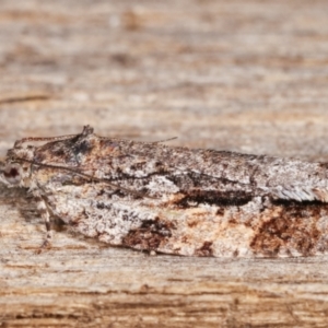 Thrincophora inconcisana at Melba, ACT - 26 Apr 2021 10:11 PM