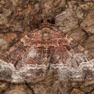 Epyaxa subidaria at Melba, ACT - 26 Apr 2021