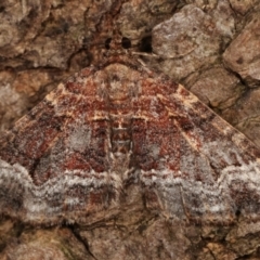 Epyaxa subidaria at Melba, ACT - 26 Apr 2021