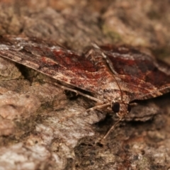 Epyaxa subidaria at Melba, ACT - 26 Apr 2021