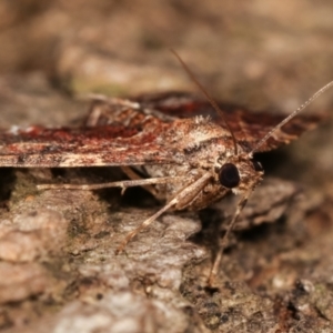 Epyaxa subidaria at Melba, ACT - 26 Apr 2021