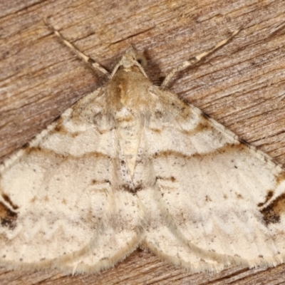 Syneora hemeropa (Ring-tipped Bark Moth) at Melba, ACT - 26 Apr 2021 by kasiaaus