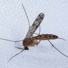 Pyrtaula sp. (genus) at Melba, ACT - 26 Apr 2021